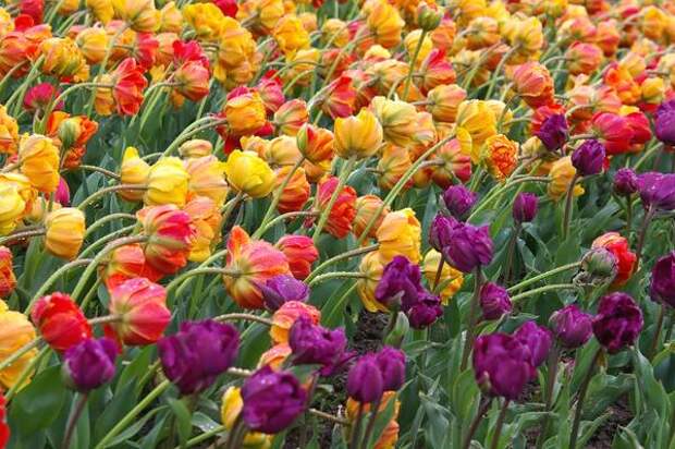 Цветут тюльпаны из садового класса Махровые Поздние, фото автора