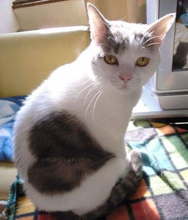 Кошки, над окрасом которых природа постаралась Кошки, над окрасом которых природа постаралась кошки, необычный окрас