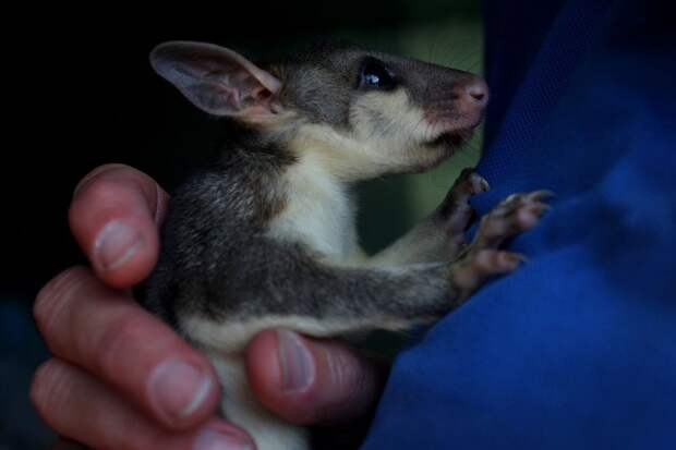 Кадры спасения пострадавших животных в Австралии