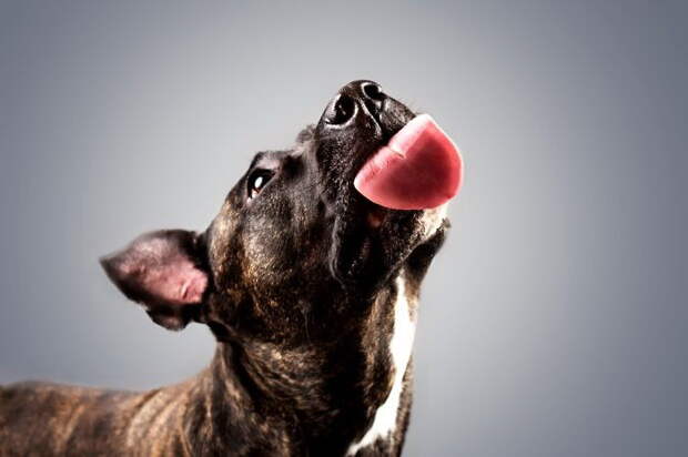 Собаки с высунутыми языками