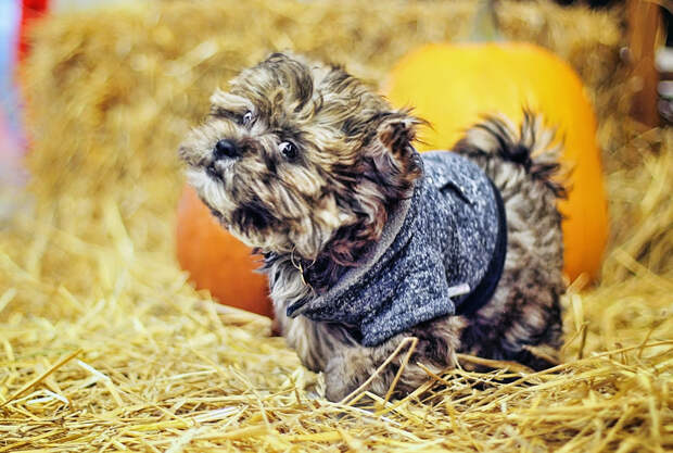 IMG_dog2web.jpg IMG_dog2web.jpg