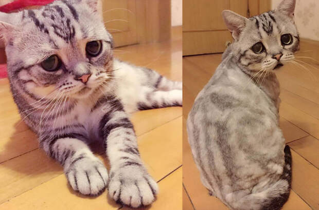 Лицо попроще: животные отличающиеся удивительной внешностью Лицо попроще: животные отличающиеся удивительной внешностью животные, история, факты