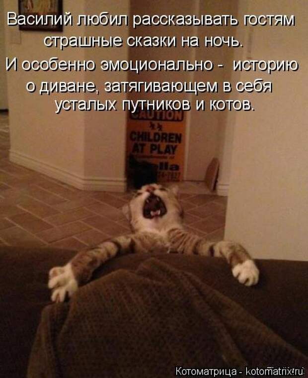 Новая котоматрица на Бугаге (32 фото)