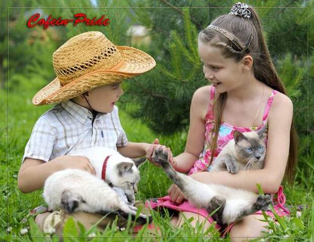 Дети и котята меконгского бобтейла, фото кошки фотография