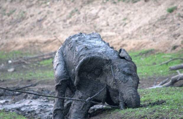 Трудная эта работа — вытащить слона из болота гиды, грязь, слон, спасение, яма