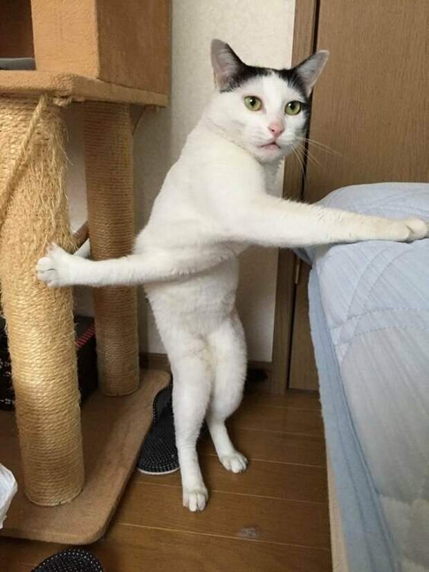 Коты, которым самое место в драмкружке