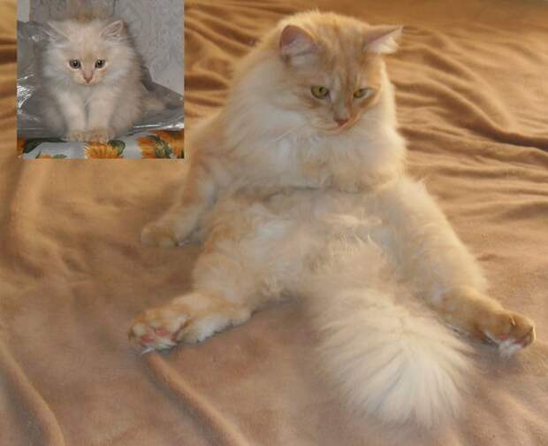 Ночная жизнь моих питомцев: кот Хамура Кусаки и пёс Арчи. Кошаку исполнился один год. кошки, межвидовые отношения, собаки