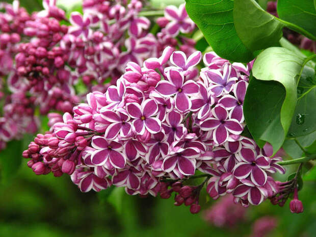 Сирень появится во дворе дома №74 на Алтуфьевском шоссе. Фото: pixabay.com