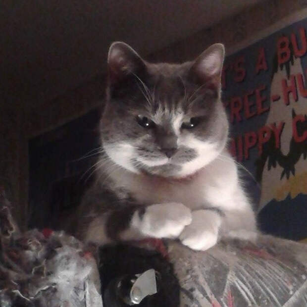 коварные кошки 