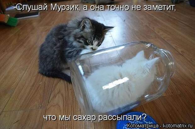 Лучшие котоматрицы недели