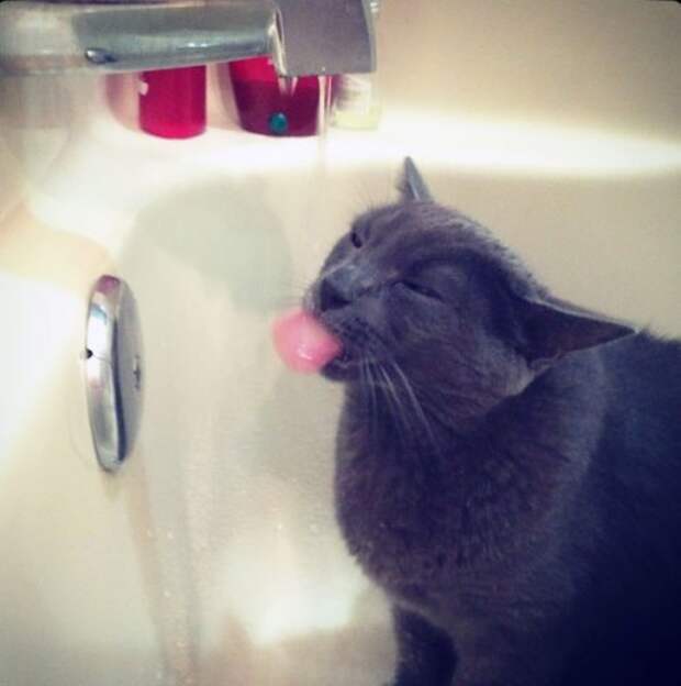 Неправильные коты  вода, кот