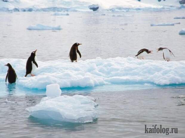 Приколы про пингвинов (30 фото) Приколы про пингвинов (30 фото)