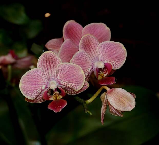 Легенды об орхидеях.