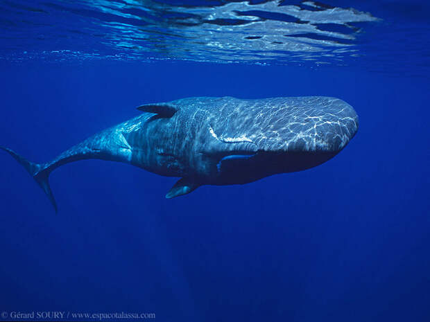 Кашалот (Physeter catodon), фото киты фотография
