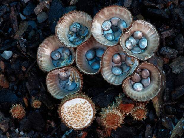13. Cyathus striatus Бокальчик полосатый. 13. Cyathus striatus Бокальчик полосатый. грибы, интересное, фото