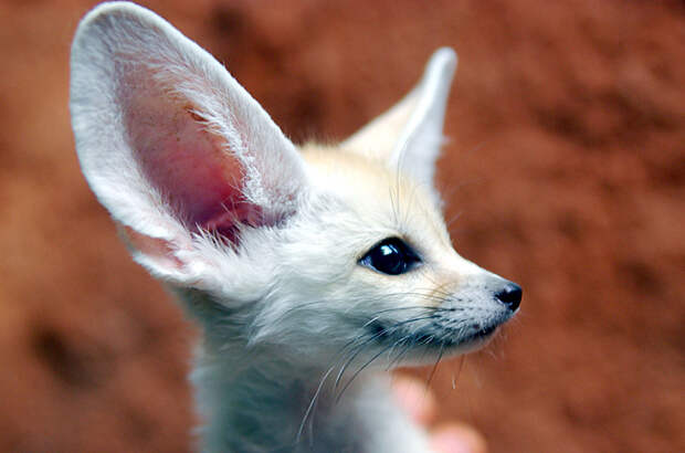 Фенек. Фото / fennec fox photo