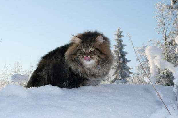 Сибирский царь котов