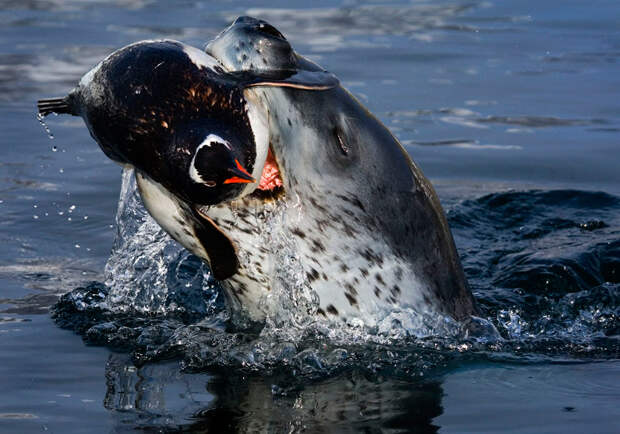 Морской леопард поймал пингвина