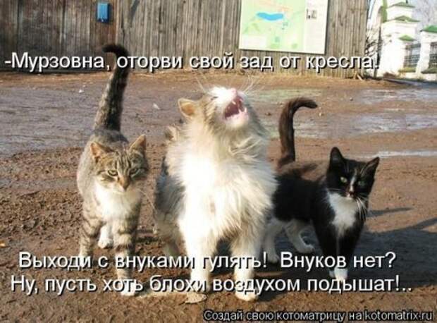 Лучшая котоматрица недели (26 шт)