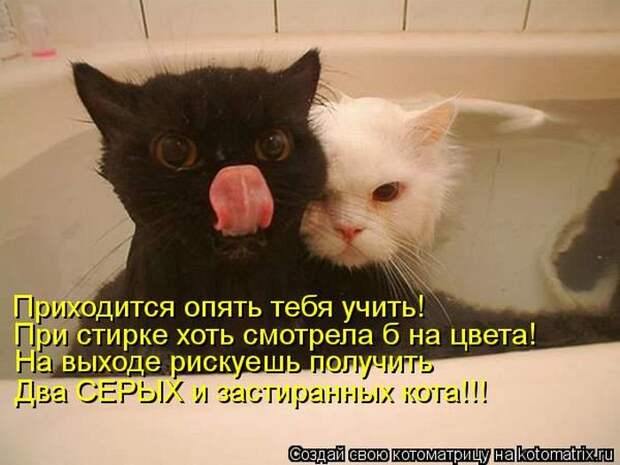 Котоматрица №36