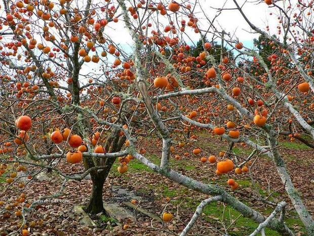 Persimmon-1