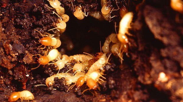 Nest_of_Formosan_subterranean_termites_(Coptotermes_formosanus)