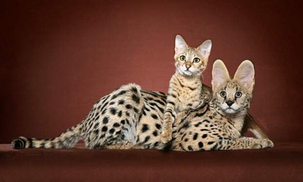 Редкие породы кошек в мире   Порода, животные, кошки, редкие