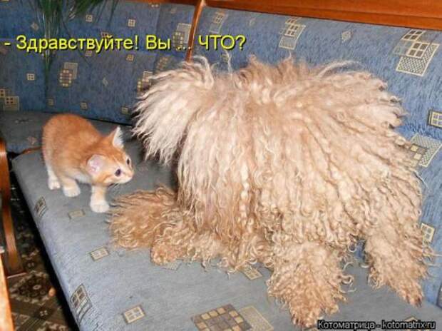 Котоматрицы (картинки с надписями)