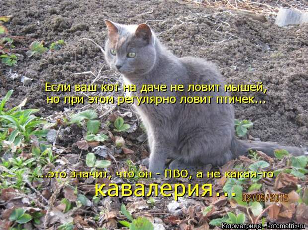 Котоматрица: Если ваш кот на даче не ловит мышей, но при этом регулярно ловит птичек... ...это значит, что он - ПВО, а не какая-то  кавалерия...