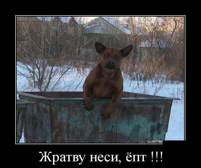 Демотиваторы (30 фото) Демотиваторы (30 фото)