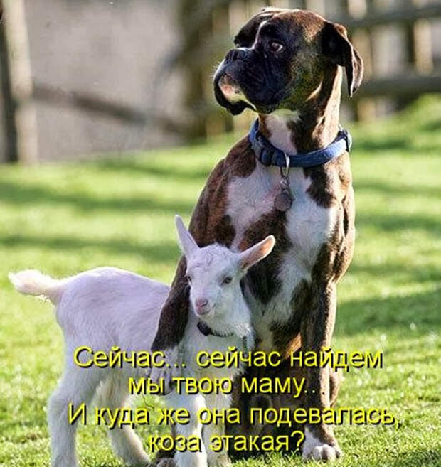 1353684265_shikarnye-kotomatricy-19