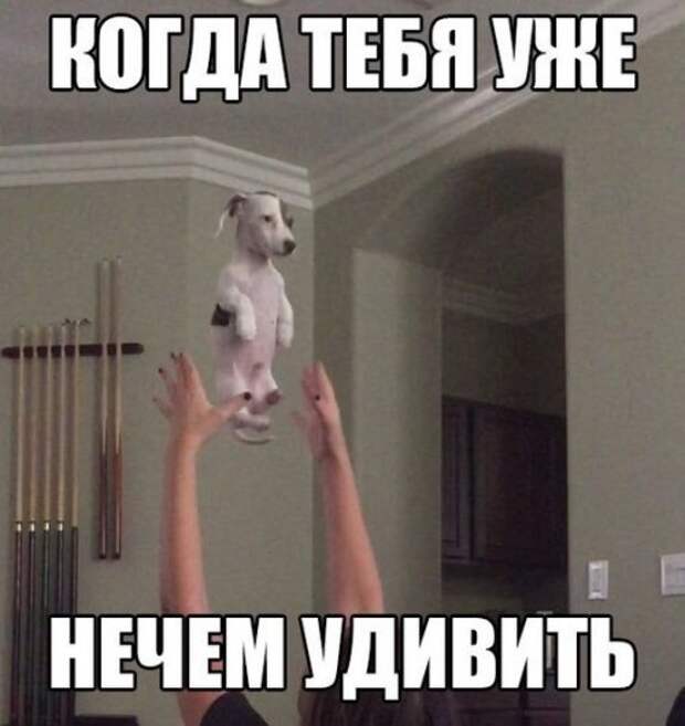 Прикольные фотомемы для хорошего настроения (31 шт)
