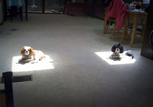 животные пригрелись в лучах солнца