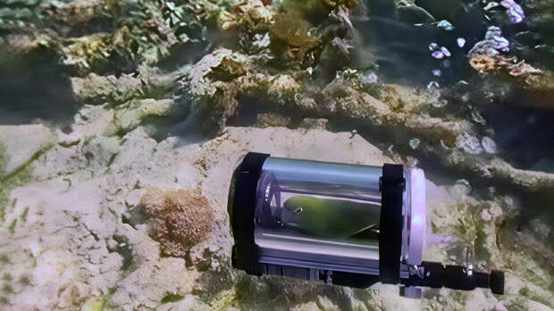 Попугай достиг дна Атлантики на мини-подлодке