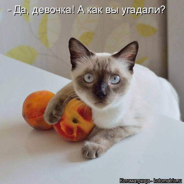 Котоматрица: - Да, девочка! А как вы угадали?