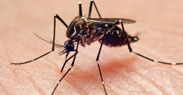Лихорадка денге: об этом стоит знать, отправляясь на отдых в тропические страны
