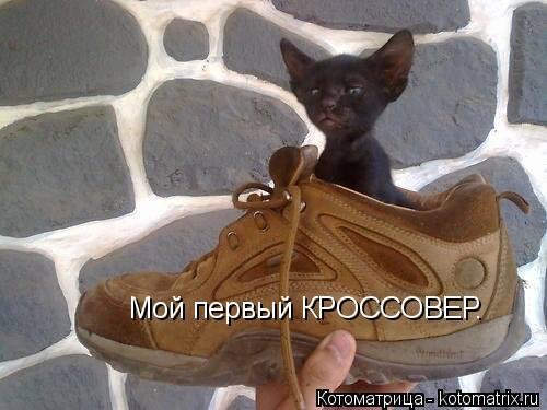 Новая котоматрица для настроения. Смотрим приколы