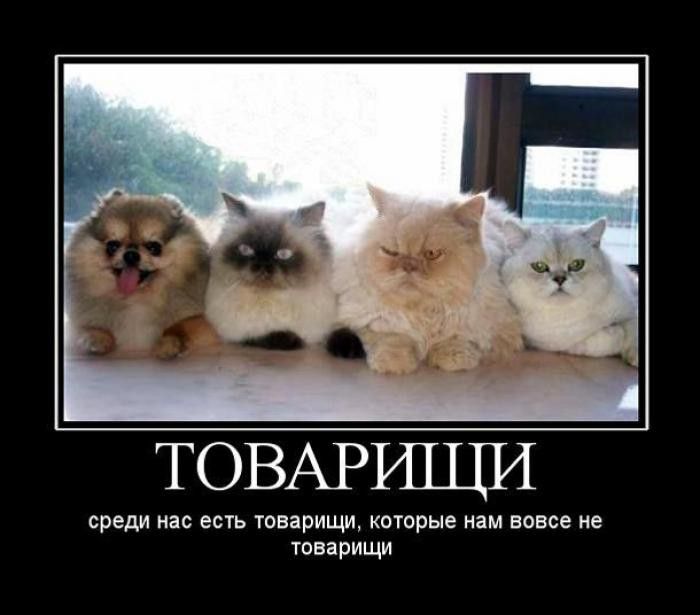 Демотиваторы (30 фото) Демотиваторы (30 фото)