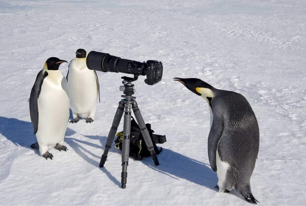Любопытные животные и фотоаппарат животные, природа, фотоаппарат