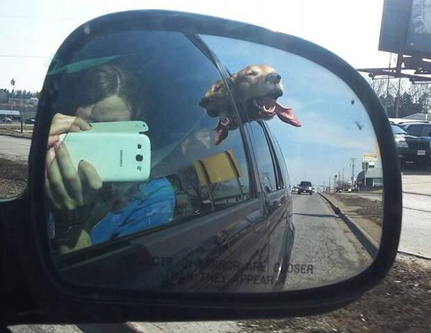 собаки в машине, собака высовывает голову из машины, смешные собаки