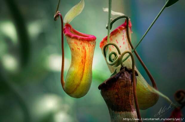 040 (700x461, 152Kb)