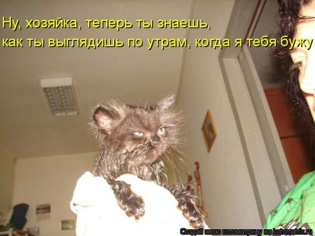 Лучшие котоматрицы недели (50 фото)