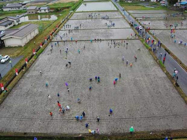 these-rice-fields-in-japan-look-like-ordinary-rice-fields-but-take-a-look-what-happens-next-artnaz-com-1