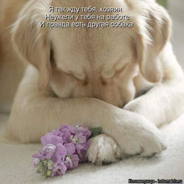 Лучшие котоматрицы недели (50 фото)