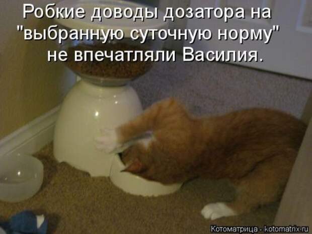 Котоматрица на Бугаге (37 фото)