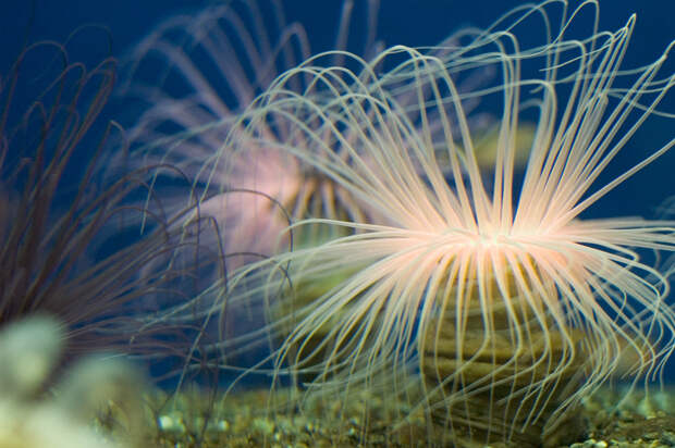 Морские анемоны — не цветы, а плотоядное животное, которое питается рыбой и креветками. (Atsushi Hyogo)