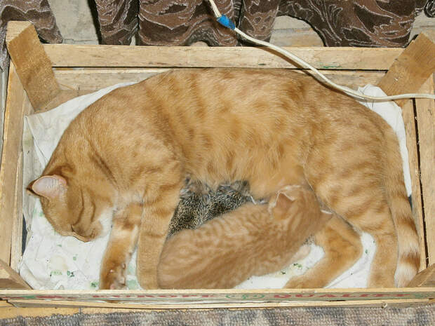 Котоёжки