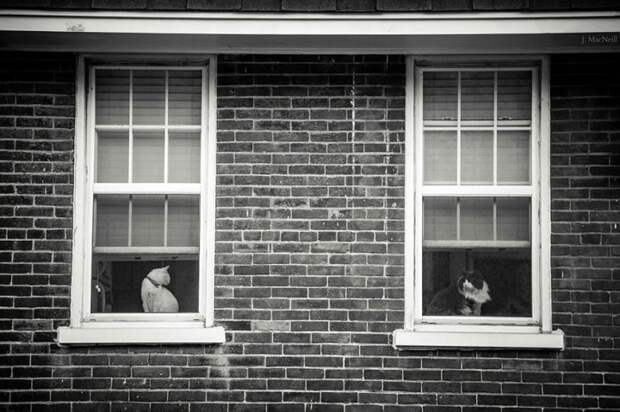 черно белые фотографии кошек (10)