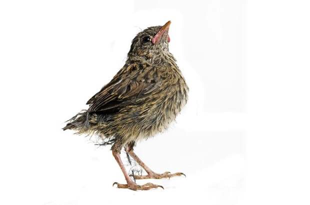 Проект 'Baby birds' Гэвина Парсонс