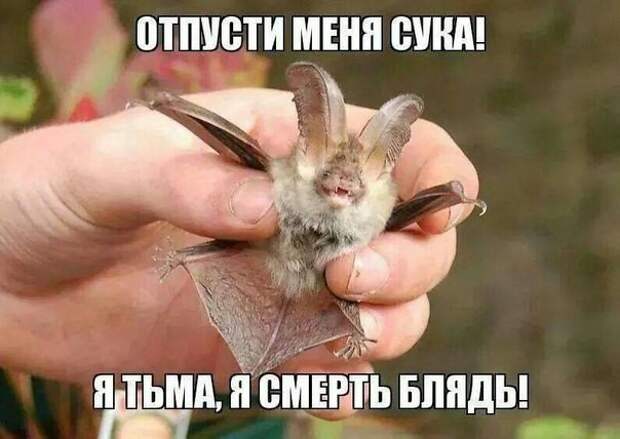 Смешные картинки с надписями прикол, юмор